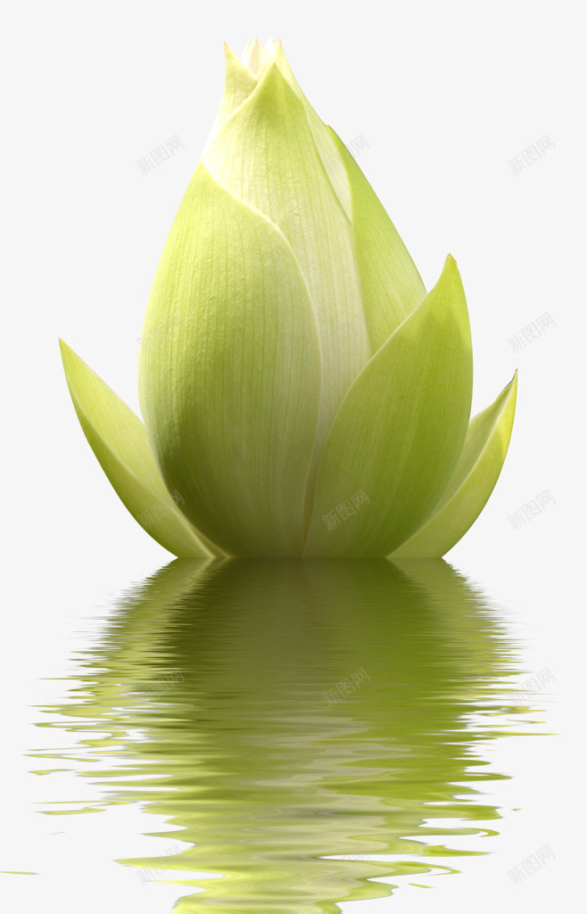 荷花png免抠素材_新图网 https://ixintu.com 含苞待放 夏日 水中倒影 水纹 荷花花苞