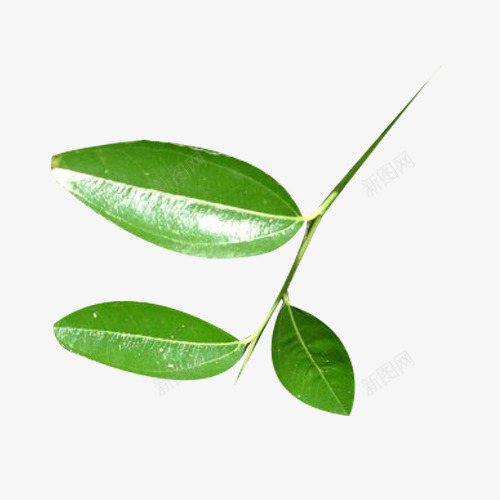 绿油油的枣叶png免抠素材_新图网 https://ixintu.com 叶子 枣叶 枣树叶子 树叶 树枝 植物 绿叶 绿油油 绿色 绿色树叶 绿色植物