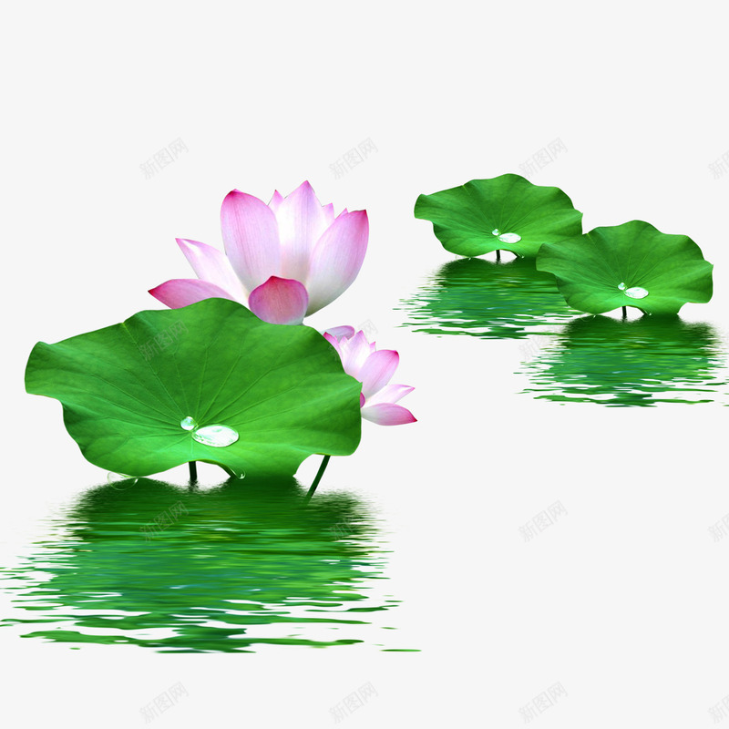 水中荷花png免抠素材_新图网 https://ixintu.com 水中荷花 竹子荷花荷叶满池塘 粉色 绿色 荷叶 莲花