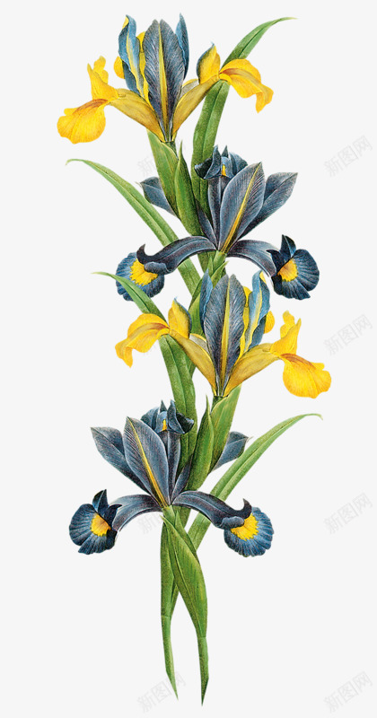 黄色迎春花png免抠素材_新图网 https://ixintu.com 免抠 素材 迎春花 黄色