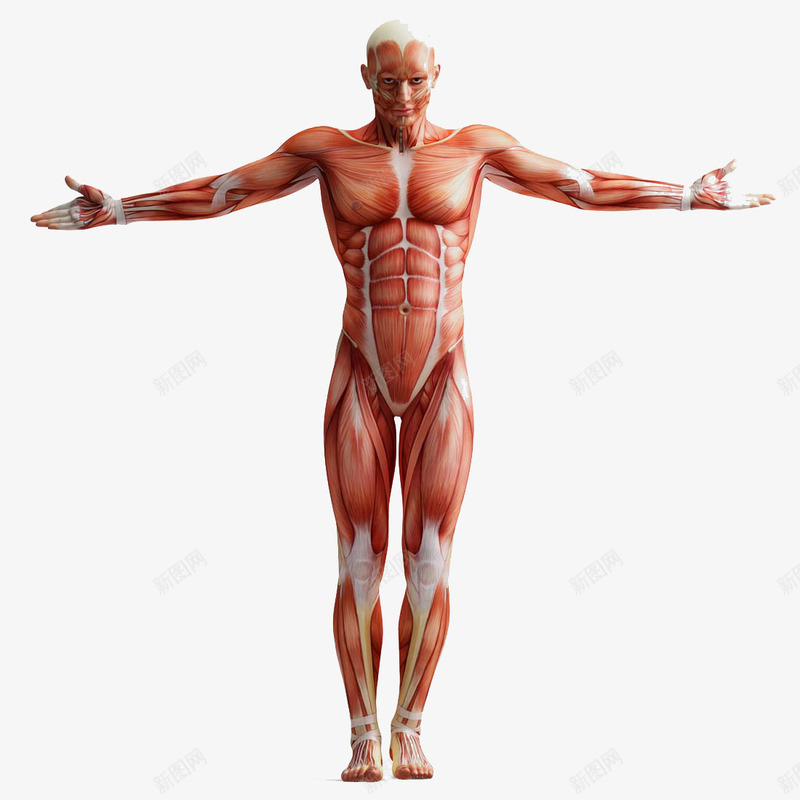 肌肉组织图png免抠素材_新图网 https://ixintu.com 动作医学 医疗 男性