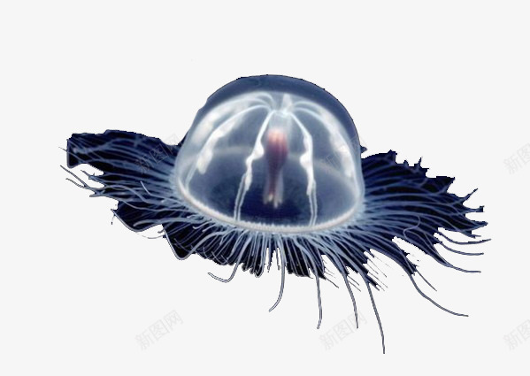 发光的水母png免抠素材_新图网 https://ixintu.com 光 水母 水生物 海底