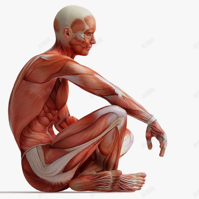 人体肌肉组织png免抠素材_新图网 https://ixintu.com 动作医学 医疗 男性