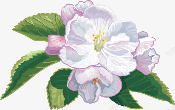 白色栀子花png免抠素材_新图网 https://ixintu.com 手绘 栀子花 白色 简单