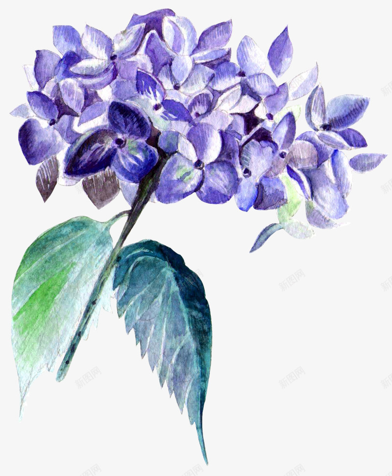 壁纸png免抠素材_新图网 https://ixintu.com 彩绘 手绘 插画 植物 花朵 风信子 高清壁纸