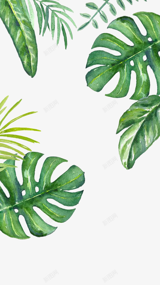 绿色植物背景png免抠素材_新图网 https://ixintu.com 化妆品元素 叶子 绿色植物 背景装饰 芭蕉叶