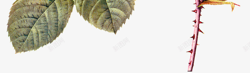 粉色手绘月季装饰png免抠素材_新图网 https://ixintu.com 小清新手绘 手绘 月季花 绿叶 花朵