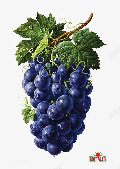 水果食物png免抠素材_新图网 https://ixintu.com 叶子 吃的 夏天 新鲜葡萄 植物 水果 紫葡萄 绿色 葡萄 食物