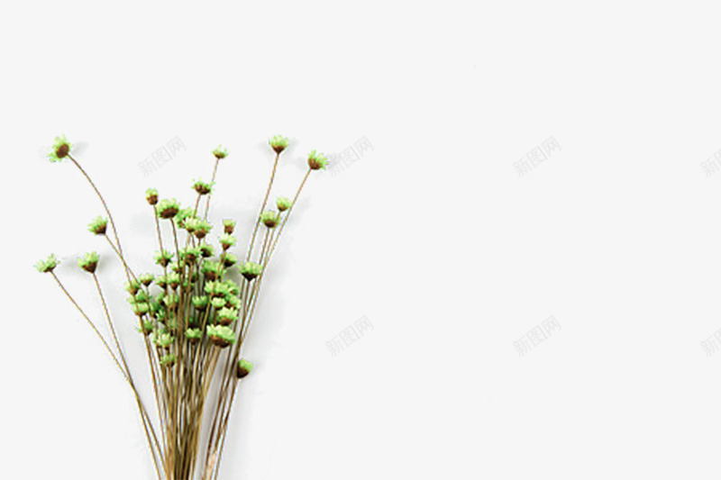 绿色植物简单背景png免抠素材_新图网 https://ixintu.com 植物 简单 绿色 背景 草