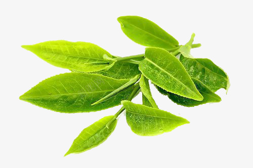 几片茶叶png免抠素材_新图网 https://ixintu.com 叶子 植物 绿色 茶叶 茶树