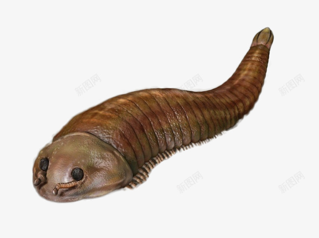 海洋生物片png免抠素材_新图网 https://ixintu.com PPT讲义素材图片 新生海洋生物 海底世界 背景图片 装饰图片