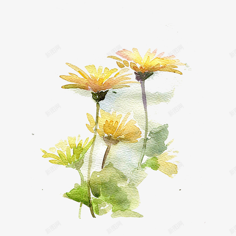 菊花插画png免抠素材_新图网 https://ixintu.com 水粉画 油画 菊花插画