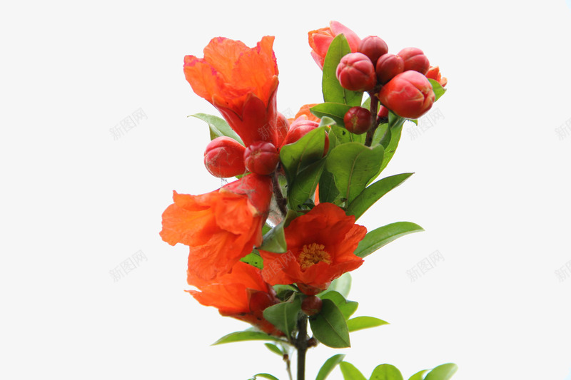 一株石榴花png免抠素材_新图网 https://ixintu.com 橘色的 石榴花 花骨朵 鲜活的生命力