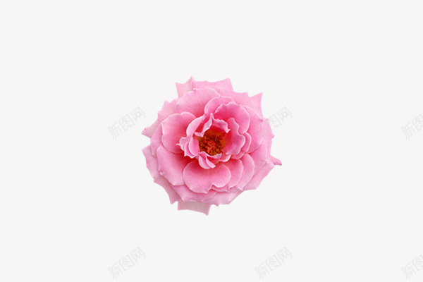 粉色花朵主页装修png免抠素材_新图网 https://ixintu.com 主页 粉色 花朵 装修