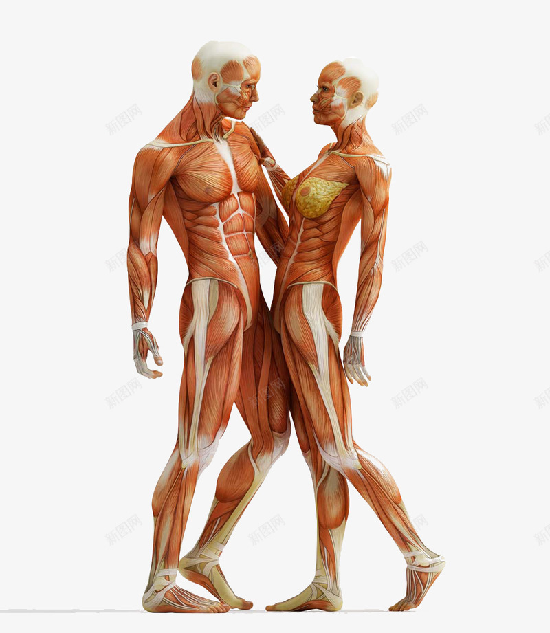 人体肌肉png免抠素材_新图网 https://ixintu.com 人体肌肉组织 动作医学 医疗 男性