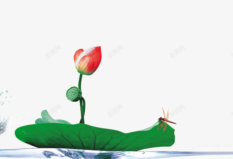 含苞待放的荷花png免抠素材_新图网 https://ixintu.com 中古风装饰素材 含苞待放的荷花 蜻蜓