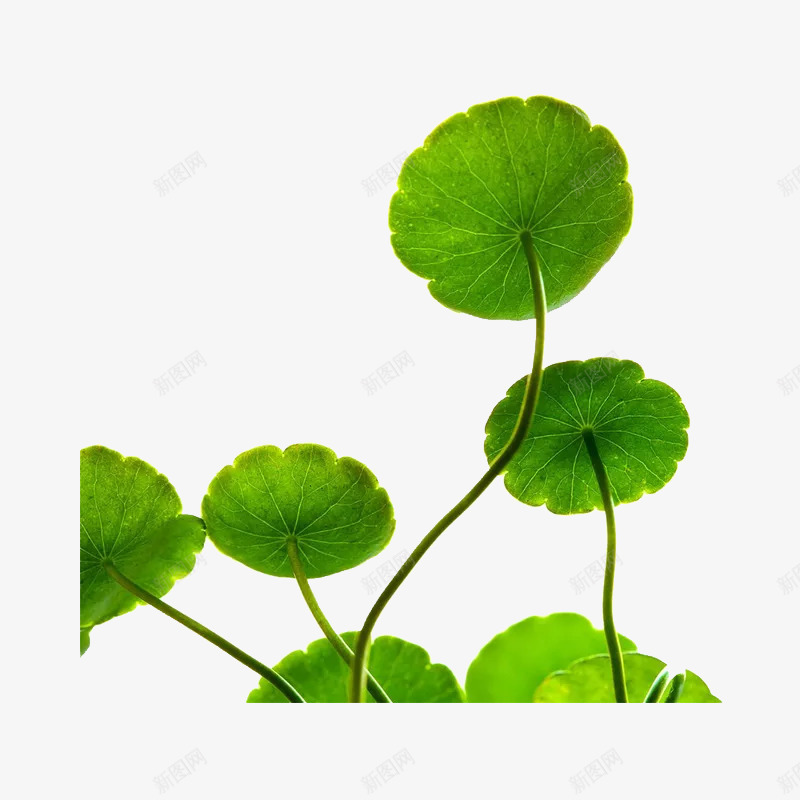 圆形荷叶png免抠素材_新图网 https://ixintu.com 圆叶 夏天 插图 植物叶子 绿叶 荷叶 装饰图