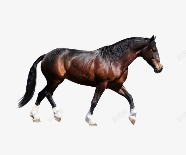 咖啡色奔跑骏马png免抠素材_新图网 https://ixintu.com 动物 咖啡色 奔跑 实物 骏马
