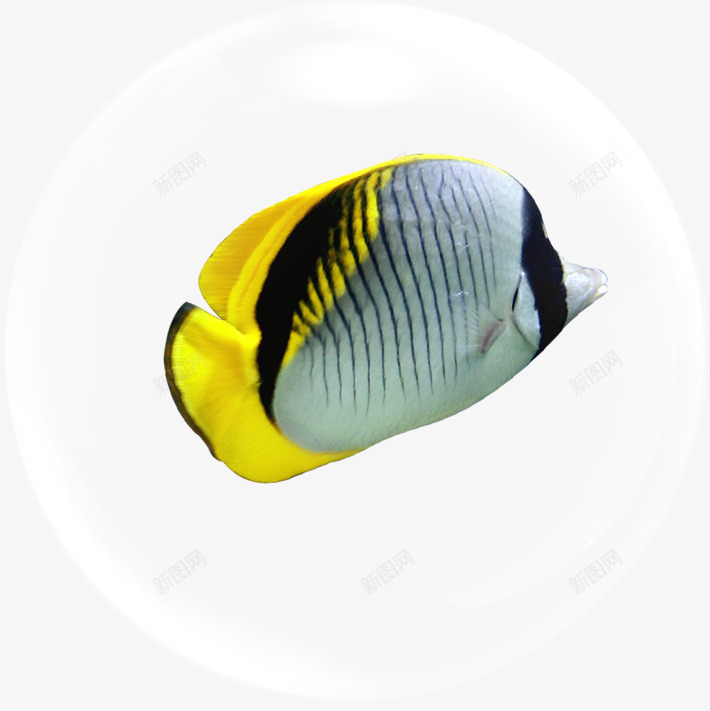 摄影海底世界气泡鱼png免抠素材_新图网 https://ixintu.com 世界 摄影 气泡 海底
