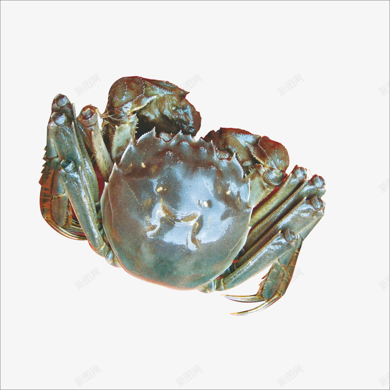 大闸蟹png免抠素材_新图网 https://ixintu.com 毛蟹 海鲜 蟹 阳澄湖大闸蟹 阳澄湖特产