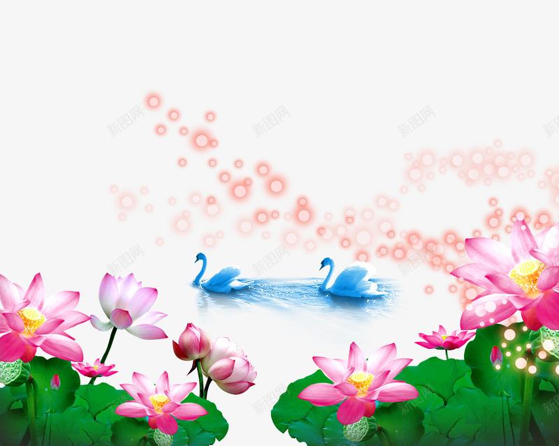 荷花池中的天鹅png免抠素材_新图网 https://ixintu.com ps花池 天鹅 气泡 水纹 荷花 鸳鸯