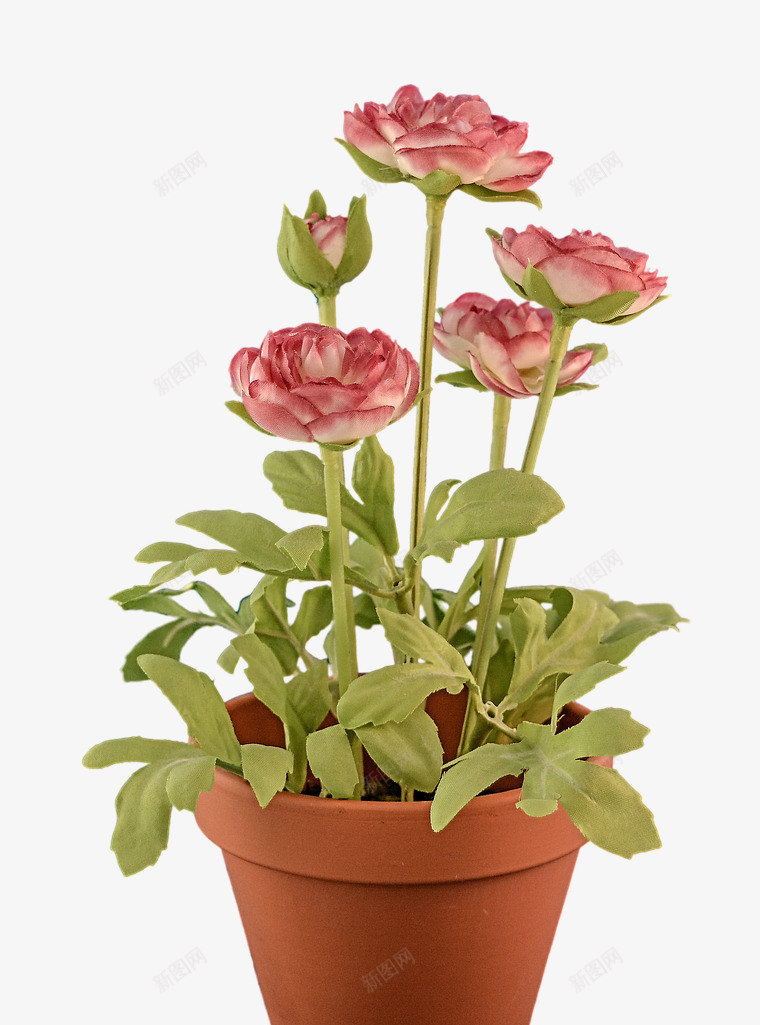 一盆粉色月季花png免抠素材_新图网 https://ixintu.com 月季花 玫瑰 粉色 花 花朵