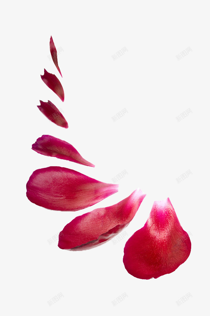 情人节浪漫玫瑰瓣布景png免抠素材_新图网 https://ixintu.com 免抠下载 情人节 梦幻 浪漫 爱情 玫瑰瓣 玫瑰瓣布景