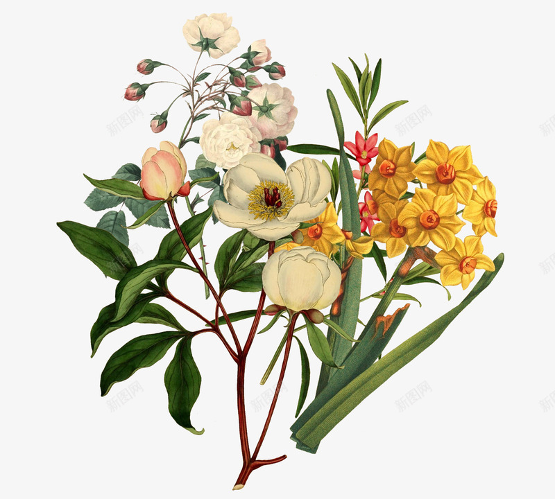 手绘花朵png免抠素材_新图网 https://ixintu.com 手绘花朵 玫瑰花 花 花店 花语 送花 鲜艳花朵