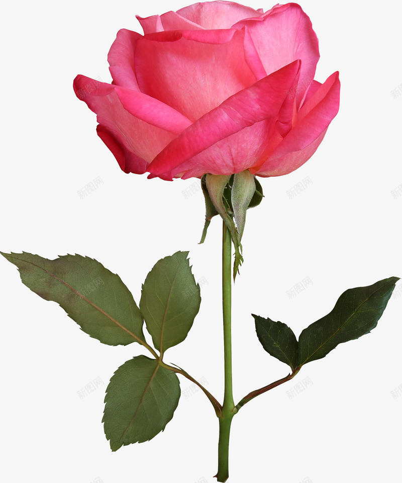 月季花开png免抠素材_新图网 https://ixintu.com 一株月季 四季花 月季花 花 花朵 鲜艳 齿形叶子