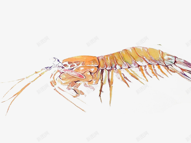 手绘皮皮虾png免抠素材_新图网 https://ixintu.com 七彩 卡通 手绘 皮皮虾