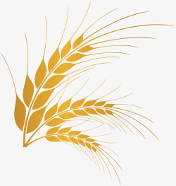 大米麦穗水稻小麦大米高清图片