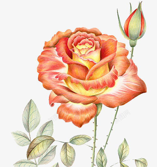 橘黄色月季花png免抠素材_新图网 https://ixintu.com 月季花 植物 绿叶