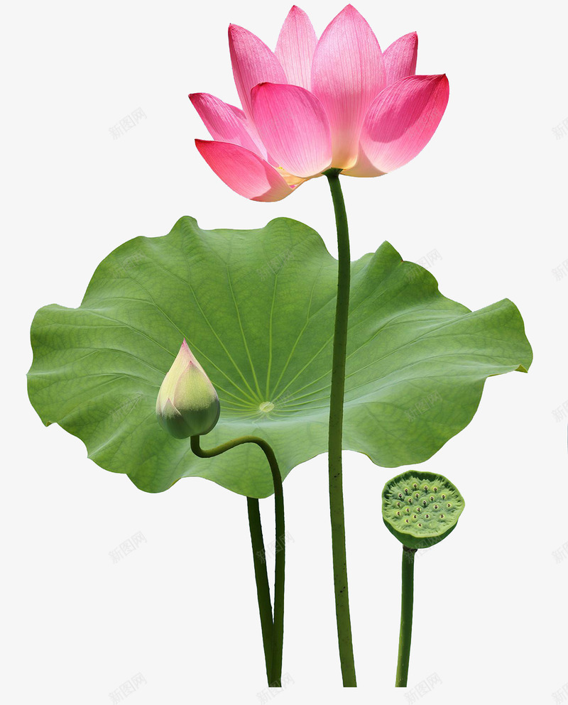 荷花夏天荷叶png免抠素材_新图网 https://ixintu.com 夏天 荷叶 荷花 莲蓬