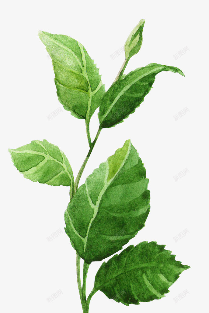 水彩绿叶手绘简图png免抠素材_新图网 https://ixintu.com 叶子 小草 手绘图 桔梗 植物 水彩 绿叶 绿植 鲜嫩的小草
