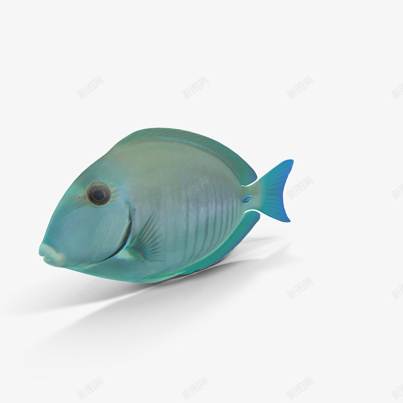 海底世界之蓝色小鱼png免抠素材_新图网 https://ixintu.com 水生生物 海洋生物 珊瑚礁鱼 蓝色的小鱼 鱼
