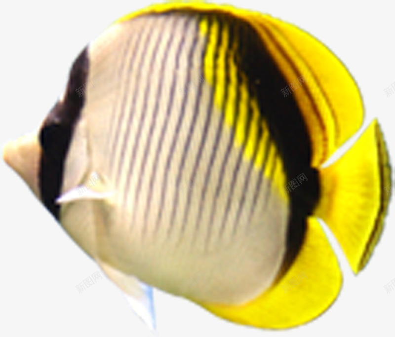 夏日海底动物小鱼png免抠素材_新图网 https://ixintu.com 动物 夏日 海底