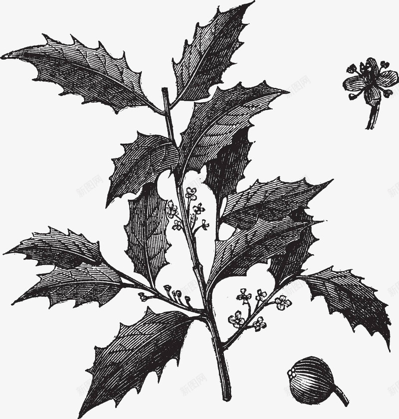 植物枝叶剪影png免抠素材_新图网 https://ixintu.com 冬青树 枝叶 枸骨叶冬青 红色果子 红色浆果 绿色植物 锯齿状叶子