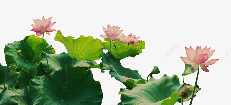 茂盛的荷花池背景png免抠素材_新图网 https://ixintu.com 背景 花池 茂盛
