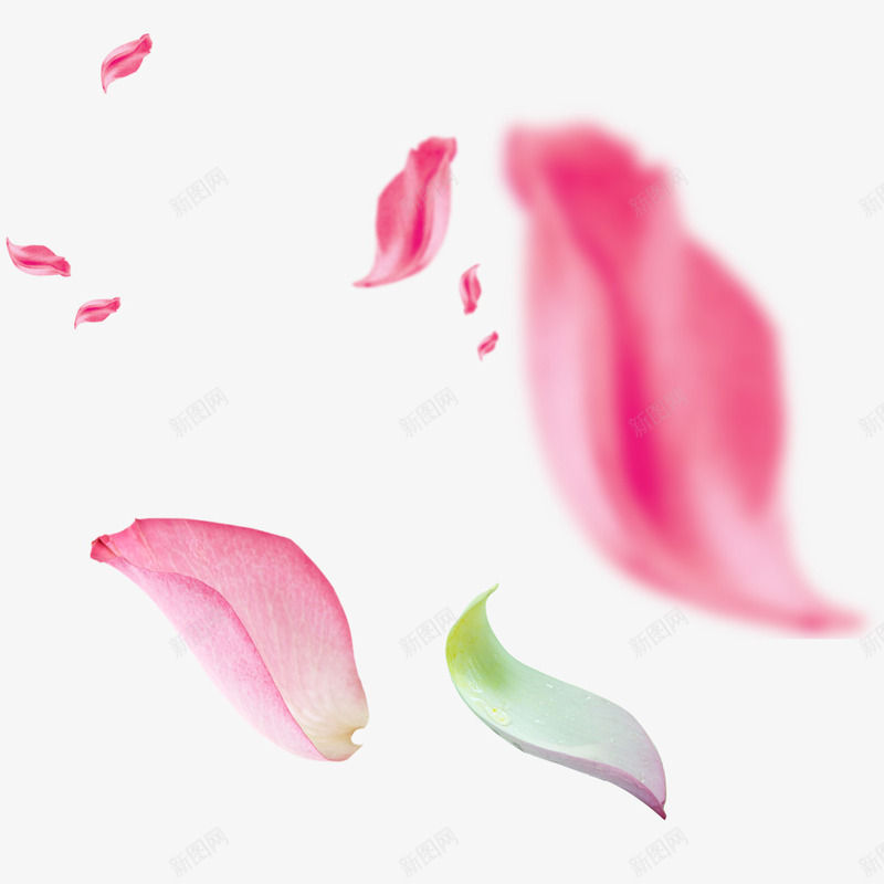 花瓣粉红花瓣模糊运动特效漂浮png免抠素材_新图网 https://ixintu.com 模糊 漂浮 特效 粉红 花瓣 运动