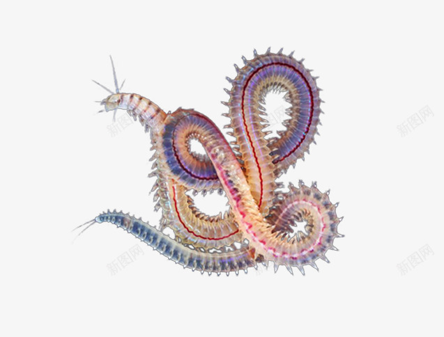 海底生物png免抠素材_新图网 https://ixintu.com PPT讲义素材图片海底世界 多条腿生物 水鳝图片 海洋生物图片