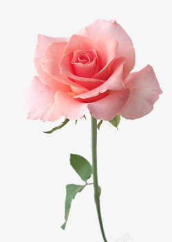 爱在七夕粉色玫瑰花高清图片