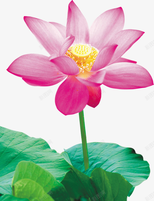 粉色的荷花png免抠素材_新图网 https://ixintu.com 产品实物 唯美荷花 浪漫荷花 盛开的荷花 粉莲花 花朵 荷叶 荷花 荷花塘 荷花池 莲花