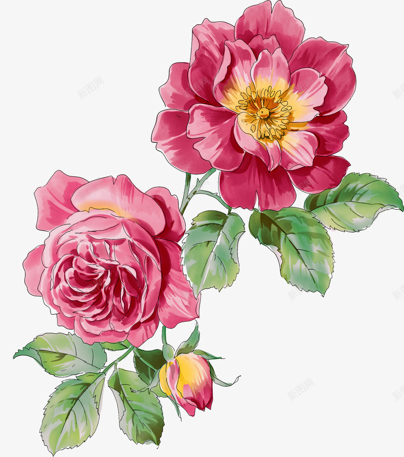 粉色月季花手绘png免抠素材_新图网 https://ixintu.com 手绘 月季花 粉色 素材
