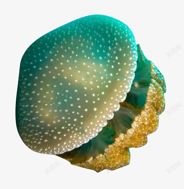 蓝色水母png免抠素材_新图网 https://ixintu.com 危险 海底生物 漂浮 蓝色