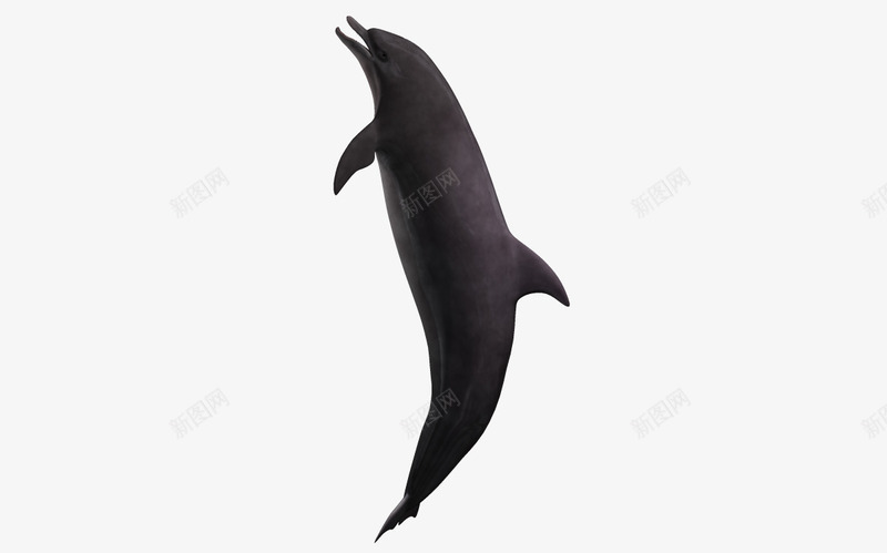 鱼3d卡通动物png免抠素材_新图网 https://ixintu.com 卡通鱼 海底生物 自然 鱼类