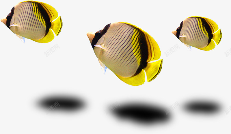 游动的热带鱼夏天png免抠素材_新图网 https://ixintu.com 夏天 游动 热带鱼