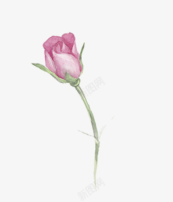彩色铅笔月季花png免抠素材_新图网 https://ixintu.com 彩色 月季花 铅笔