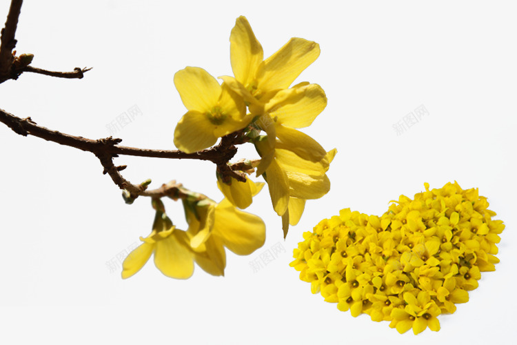 连翘花瓣png免抠素材_新图网 https://ixintu.com 心形 花瓣 连翘 连翘花 黄色