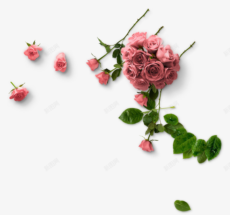 粉色玫瑰花玫瑰花球花朵叶子png免抠素材_新图网 https://ixintu.com 叶子 玫瑰 玫瑰花 玫瑰花球 粉色玫瑰花 花朵