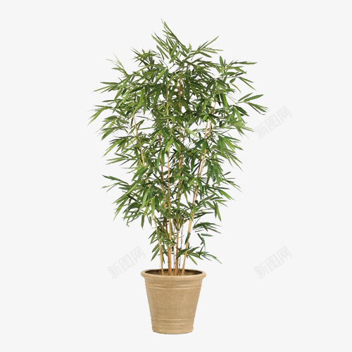 观叶植物盆栽斗形盆竹子png免抠素材_新图网 https://ixintu.com 植物 盆栽 竹子